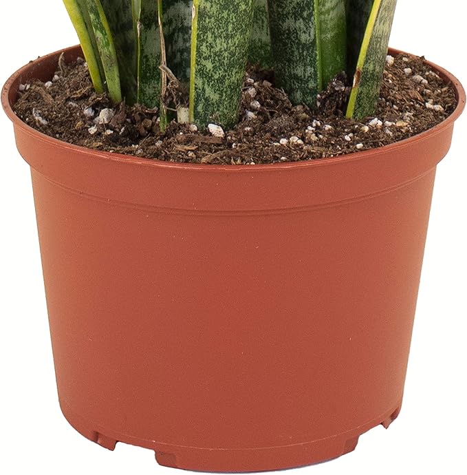 Shop Succulents | Standing Collection | Hand Selected, Air Purifying Live Sansevieria Laurentii Snake Indoor House Plant in 6" Grow Pot, 6 INCH