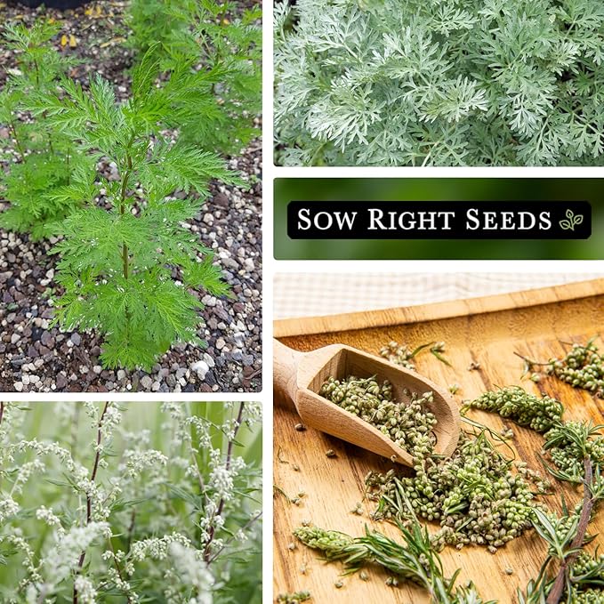 Sow Right Seeds - Mugwort Seeds for Planting - Non-GMO Heirloom Packet with Instructions to Plant an Outdoor or Indoor Herb Garden - Rare Perennial, Wild Wormwood - Medicinal & Culinary Cronewort (1)