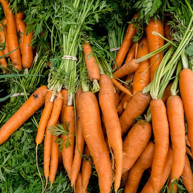 Tendersweet Carrot Seeds for Planting, Over 2,900 Seeds for Growing Indoors or Outdoors - Non-GMO, Heirloom – Woods Creek Seeds