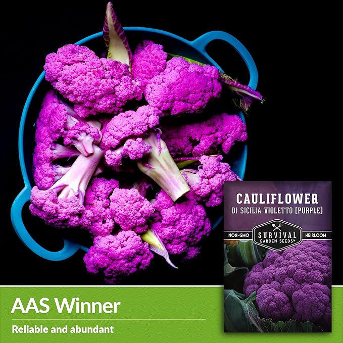 Di Sicilia Violetto Purple Cauliflower Seed for Planting - 5 Packets with Instructions to Plant & Grow Unique Cauliflower Plants in Your Home Garden - Non-GMO Heirloom Variety - Survival Garden Seeds