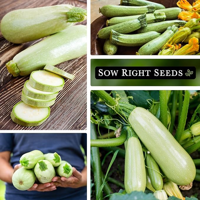 Sow Right Seeds - Grey Zucchini Seed for Planting - Non-GMO Heirloom Packet with Instructions to Plant a Home Vegetable Garden - Vigorous Summer Squash - Mexican Zucchini Good for Large Containers (3)