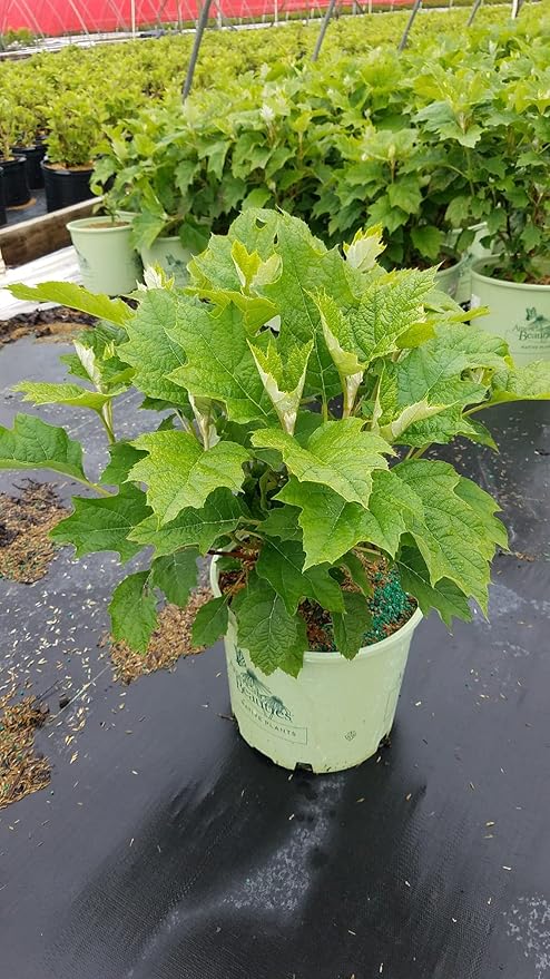 Green Promise Farms Hydrangea que. `Alice` (Oakleaf) Shrub, 3 Gallon, white flower