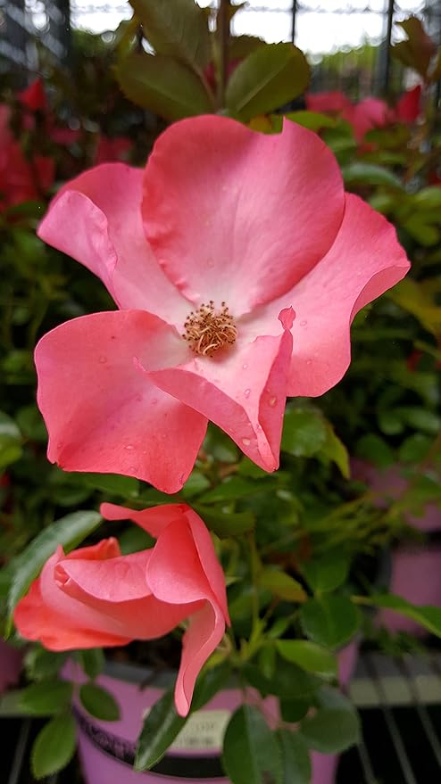 Green Promise Farms Rosa Carpet (Ground Cover) Rose, 2 Size Container, coral flower
