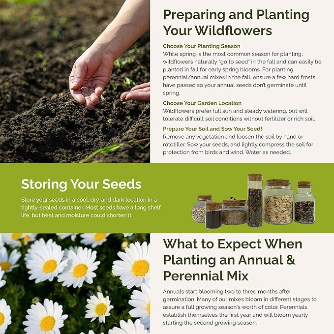 Eden Brothers Daisy Crazy Flower Mixed Seeds for Planting, 1 lb, 480,000+ Seeds with Creeping, Painted, Yellow Daisy | Attracts Pollinators, Plant in Spring or Fall, Zones 3, 4, 5, 6, 7, 8, 9, 10