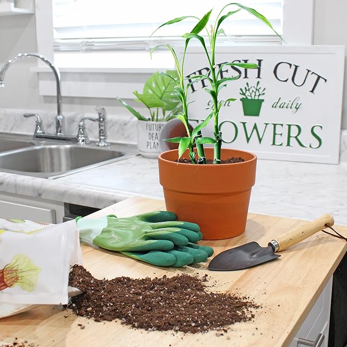 Lucky Bamboo Plant Potting Mix (4 Quarts), Custom Soil Mix for Repotting