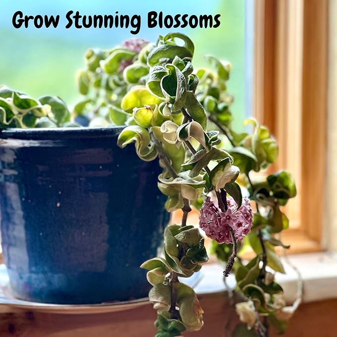 Hoya Plant Potting Soil Mix (8 Quarts), Custom Blend for Growing Hoya Tropical Houseplants