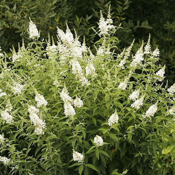 White Butterfly Bush Seeds Buddleia Davidii Perennial Deciduous Shrub Attracts Butterflies Low Maintenance Fast Growing Patio Bed Outdoor 50Pcs Flower Seeds by YEGAOL Garden