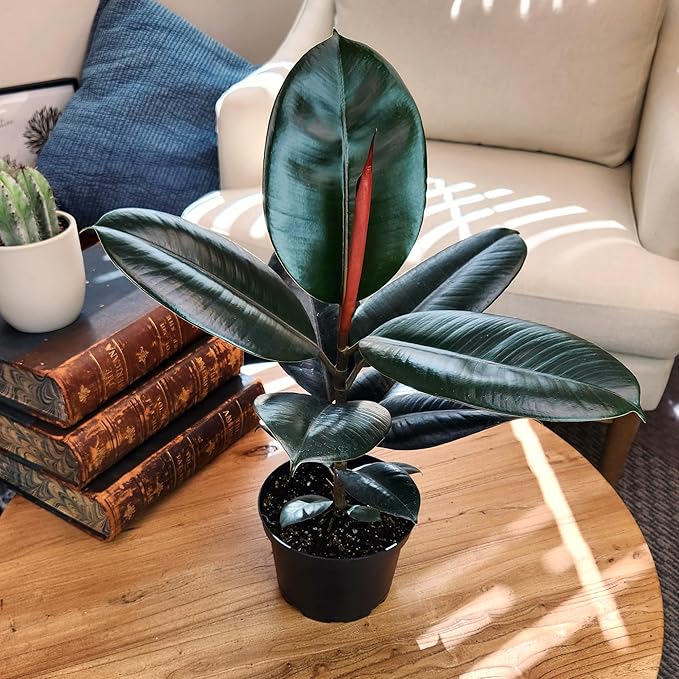 Burgundy Ficus Tree Live Plant (Approx. 16" Tall) in 6 Inch Pot, Rubber Plant, Air Purifying Plant, Easy Plant Décor, House Plant, Indoor Plant, Desk Plant & Office Plant by Plants for Pets