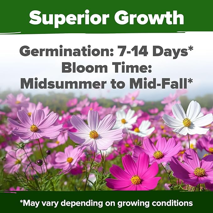 HOME GROWN Cosmos Seeds Bulk Pack (1.8 oz) Annual Flower Seeds for Planting - Heirloom Pollinator Friendly Wildflower Seeds - Grow Cosmo Plant Garden