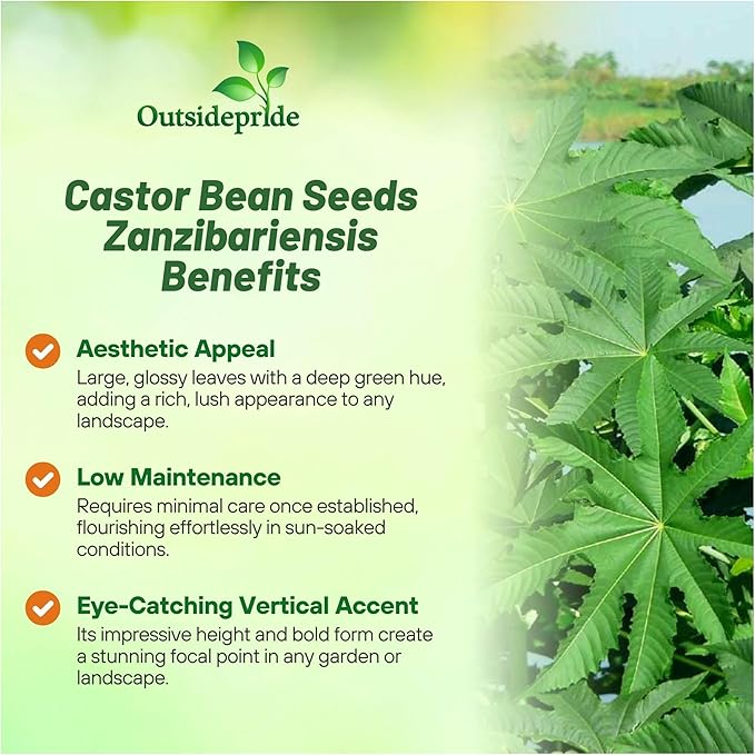 Outsidepride 50 Seeds Annual Ricinus Communis Castor Bean Zanzibariensis Flower Seeds for Planting