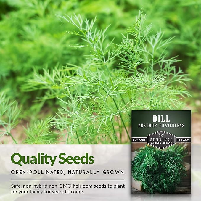 Survival Garden Seeds - Dill Seed for Planting - Packet with Instructions to Plant and Grow Popular Pickling Herbs in Your Home Vegetable and Herb Garden - Non-GMO Heirloom Variety - 3 Pack