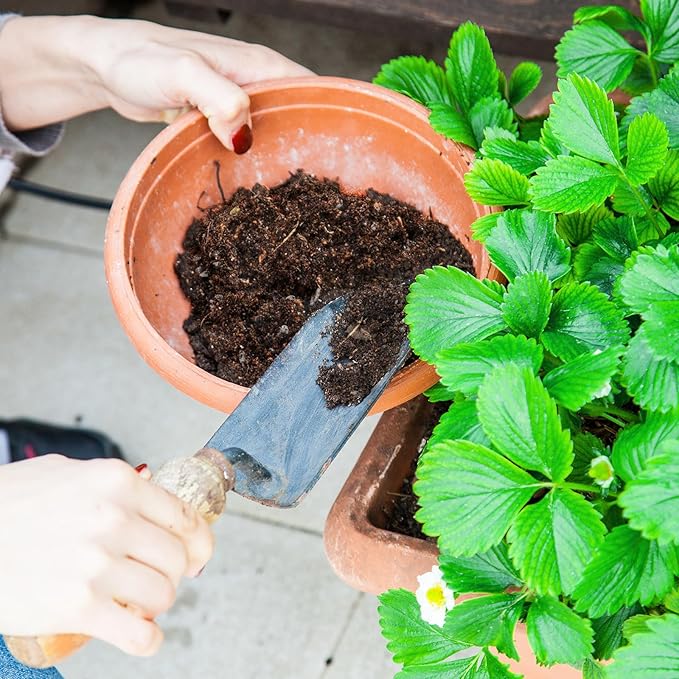 Organic Strawberry Soil Mix 2qt, Indoor Plants Potting Mix for All Potted Strawberry, Grow Healthy houseplants Indoors
