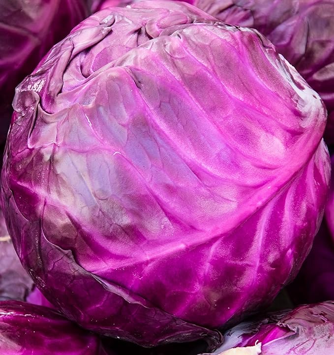 Cabbage Seeds for Planting - Plant & Grow Red Acre Cabbage in Your Home Outdoor Vegetable Garden - Heirloom Non GMO Planting Packets with Full Instructions - Great Gardening Gift - 1 Packet