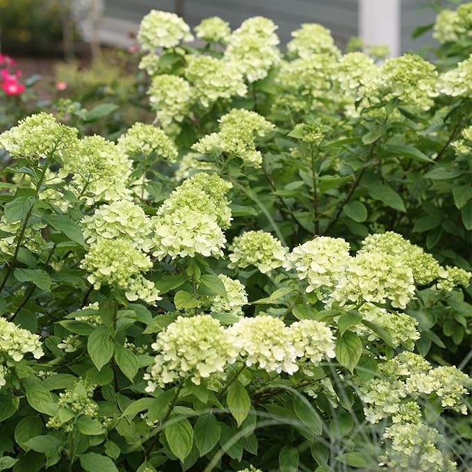 Little Lime Hydrangea 2 Gal, Green to Pink Blooms
