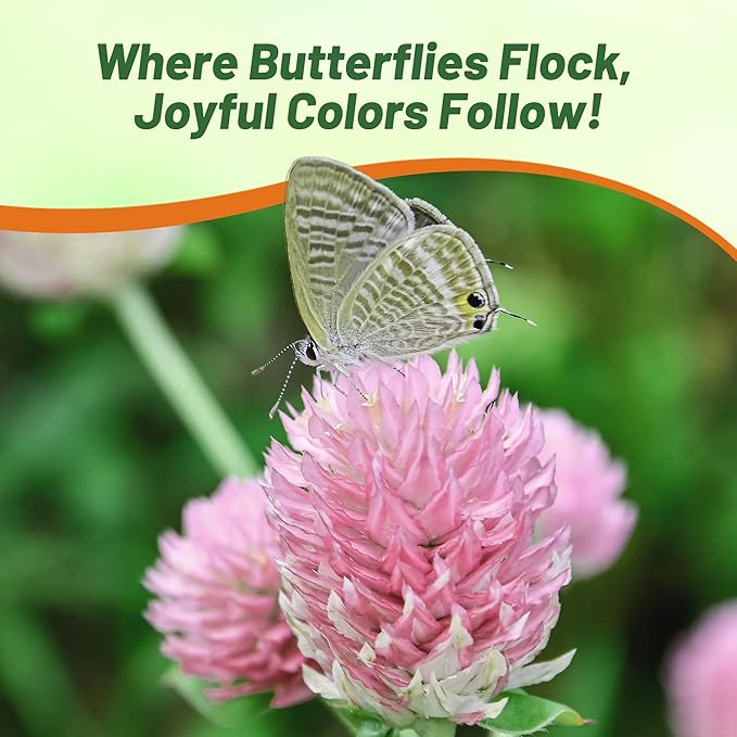 Outsidepride 2000 Seeds Annual Salmon Gomphrena Globosa Flower Seed for Planting