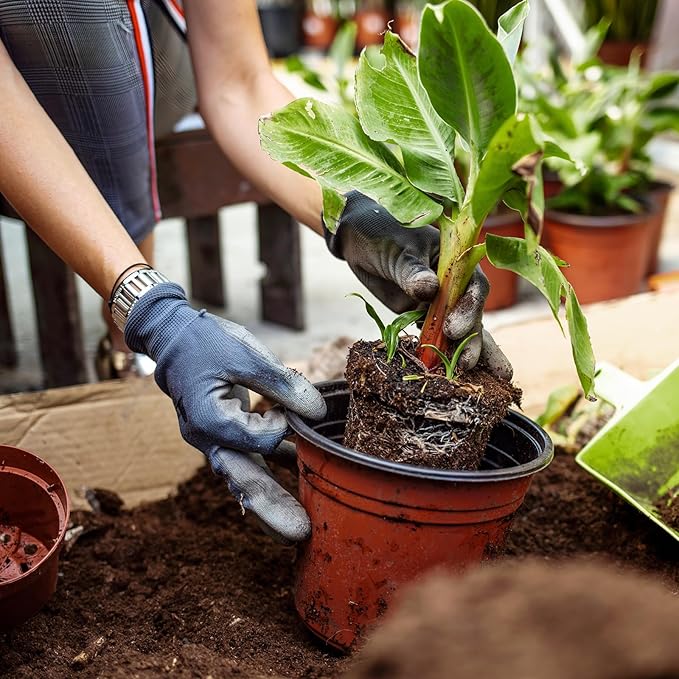 Premium Banana Tree Potting Mix for Optimal Seedling Growth 2qt, Suitable for All Indoor and Outdoor Banana Tree Varieties