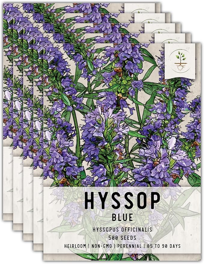 Seed Needs, Blue Hyssop Seeds - 500 Heirloom Seeds for Planting Hyssopus officinalis - Medicinal Herb for an Indoor/Outdoor Garden, Non-GMO & Untreated (5 Packs)