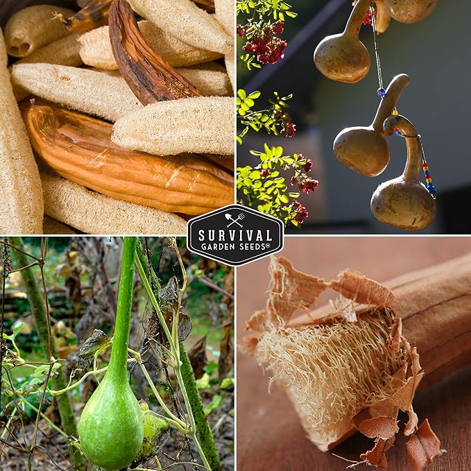 Survival Garden Seeds Dipper & Luffa Gourd Seeds for Planting – Grow Ornamental & Craft Gourds of Loofah & Dipper Variety in Your Home Vegetable Garden – Non-GMO Heirloom Seed Varieties
