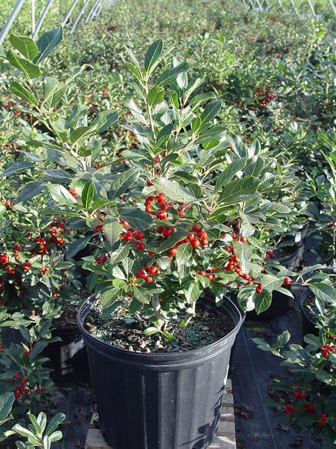 Ilex verticillata 'Red Sprite' (Winterberry) Shrub, XL red fruit, 3 - Size Container