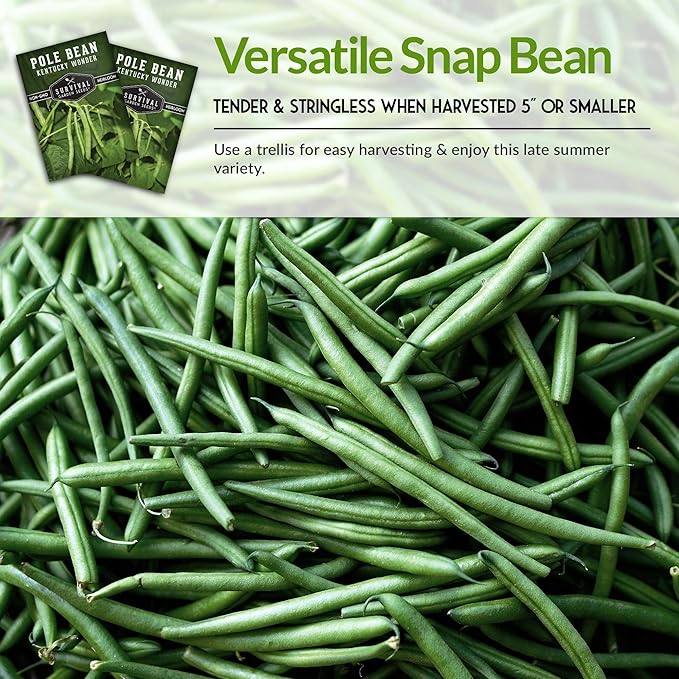 Survival Garden Seeds - Kentucky Wonder Pole Bean Seed for Planting - 2 Packs with Instructions to Plant and Grow Green Snap Beans in Your Home Vegetable Garden - Non-GMO Heirloom Variety