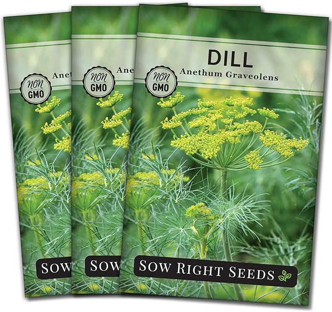 Sow Right Seeds - Dill Seed for Planting - Non-GMO Heirloom Packet with Instructions to Plant and Grow Herb Garden - Indoors or Outdoors - Homemade Dill Pickles - Wonderful Companion Plant (3)