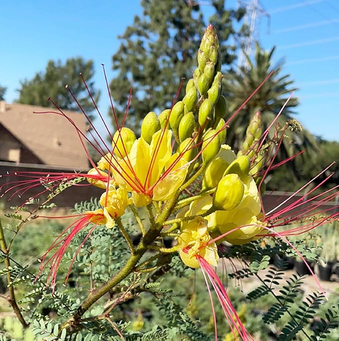 CHUXAY GARDEN Rare Yellow Bird of Paradise Seeds for Planting Outdoors Caesalpinia Gilliesii Seed 5 Seeds Perennial Drought Tolerant Poinciana Shrub Showy Privacy Plant Ornamental Flower