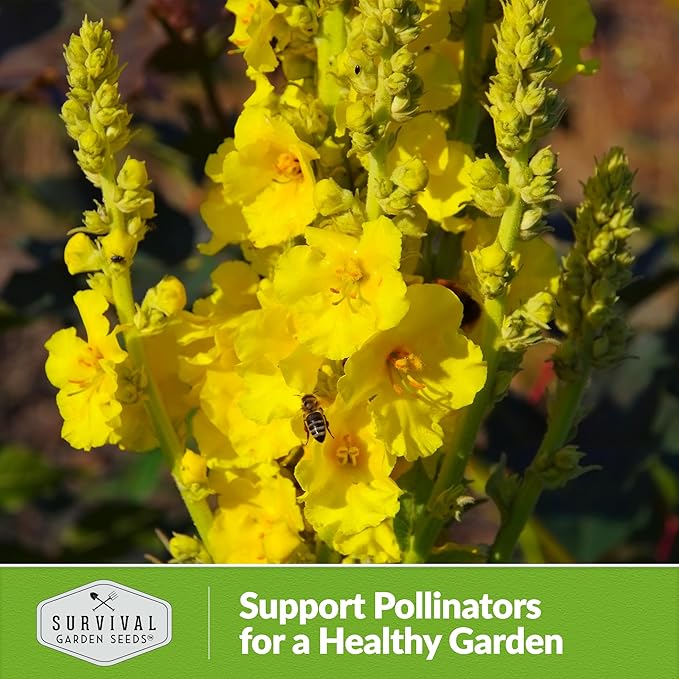 Mullein Seed for Planting - 2 Packets with Instructions to Plant and Grow Medicinal Herb Common Mullein in Your Home Vegetable Garden - Non-GMO Heirloom Variety - Survival Garden Seeds