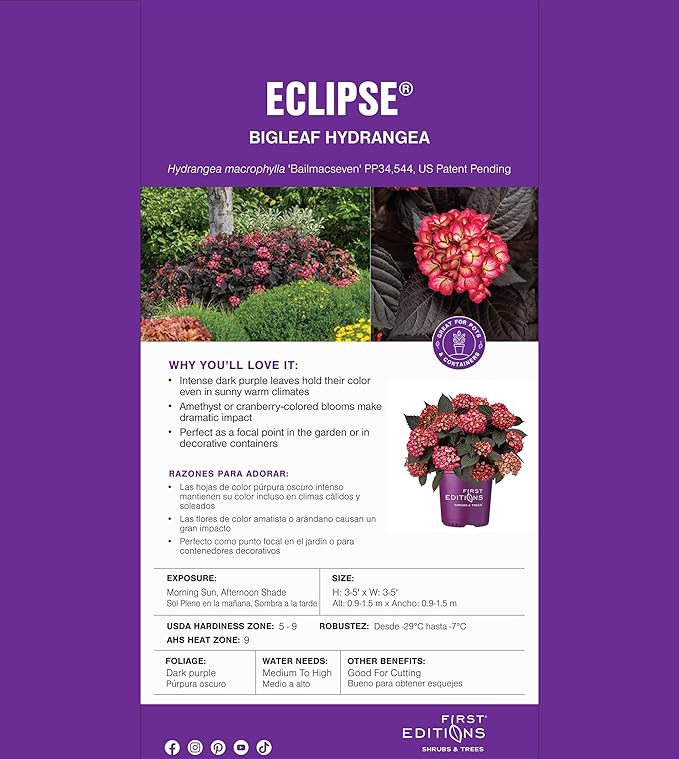 2 Gallon FIRST EDITIONS Eclipse Hydrangea Shrub