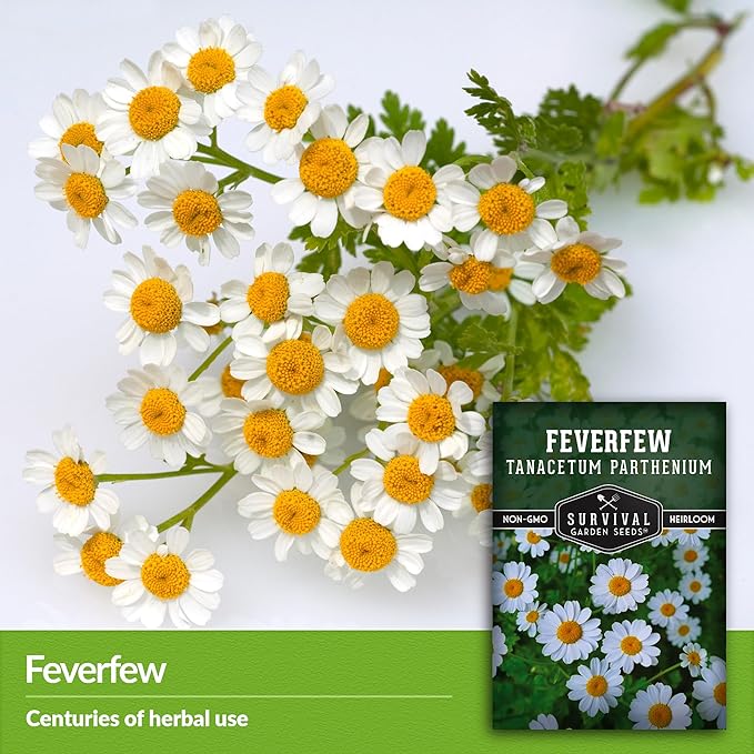 Feverfew Seeds for Planting - 3 Packets with Instructions to Plant and Grow Your Own Bachelor's Buttons in Your Home Vegetable or Herb Garden - Non-GMO Heirloom Variety - Survival Garden Seeds