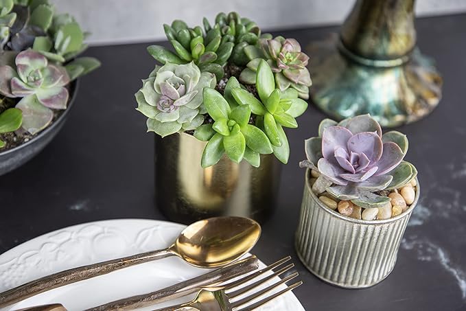 Succulents Plants Live (12PK) Potted Succulent Plants Live House Plants, Cactus Plants Live Plants Indoor Plants Live Houseplants, Indoor Plant Succulents Live Plant House Plant by Plants for Pets