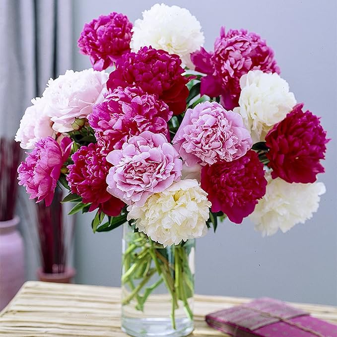 CHUXAY GARDEN Mix Peony Flower Seed 50 Seeds Pink Red White Beauty Flowers Perennial Flowering Plant Native Wildflower Beautiful Potted Plants