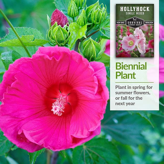 Survival Garden Seeds - Single Mixed Hollyhock Seed for Planting - 5 Packs with Instructions to Plant and Grow Colorful Spikes of Flowers in Your Home Vegetable Garden - Non-GMO Heirloom Variety