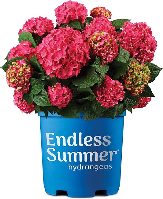2 Gal. Summer Crush Hydrangea Shrub
