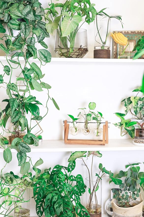 Ivolador Propagation Station, Bulb Plant Terrarium,Planter and Holder Plant Lover Gifts for Women ，Gifts for mom，Plants Home Garden Wedding Decor (3 Bulb-C Type)