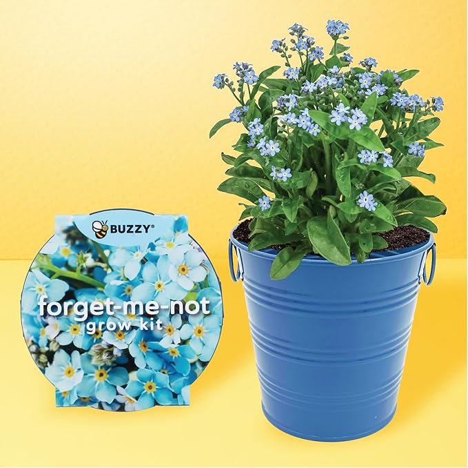 Buzzy Seeds Painted Love Pails | Flower Starter Kit for Kids & Adults | 2-Pack | Mini Rose and Forget-Me-Not Seeds | Guaranteed to Grow | Best Indoor Grow Your Own Plant Gardening Gift