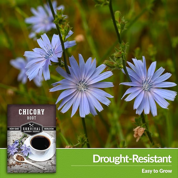 Root Chicory Seed for Planting - 3 Packets with Instructions to Plant and Grow Coffee Chicory in Your Home Vegetable Garden - Non-GMO Heirloom Variety - Survival Garden Seeds