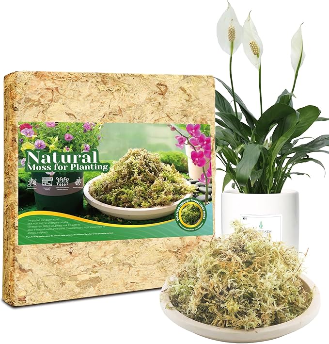 1LB Sphagnum Moss for Plants Indoor, Premium Peat Moss for Reptiles Terrarium-20 Quarter, Natural Long Fiber Orchid Moss for Repotting Propagation Succulent Sarracenia Carnivorous Gardening