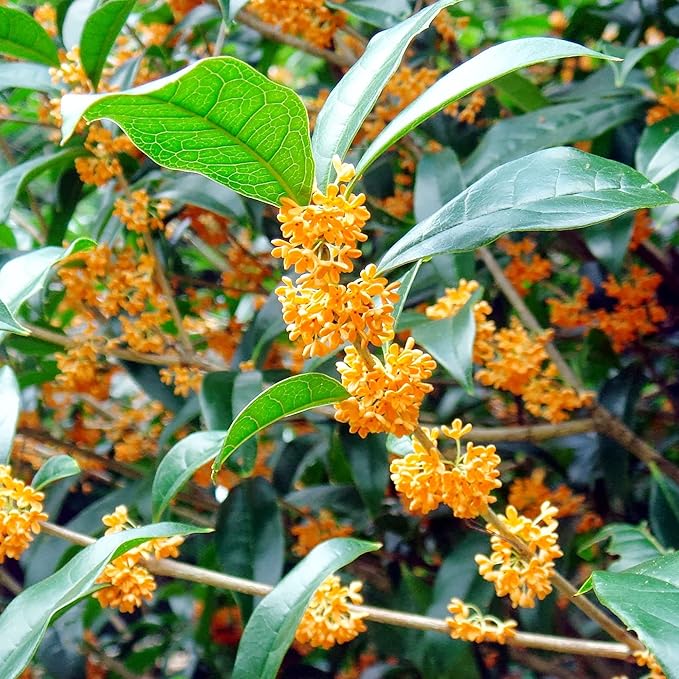 Osmanthus Fragrans Seeds Fragrant Olive, Sweet Olive Hardy Evergreen Shrub Drought Tolerant Hedges Screens Specimen Plants Containers Outdoor 20Pcs Flower Seeds by YEGAOL Garden