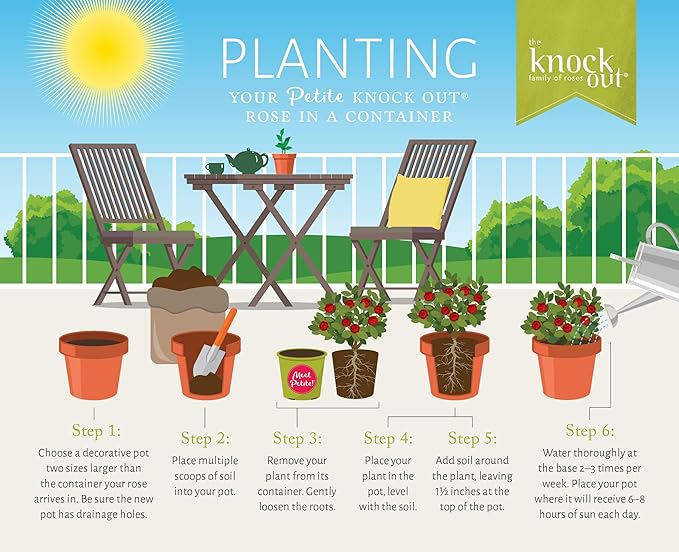 2 Quart Knock Out Rose Petite Shrub