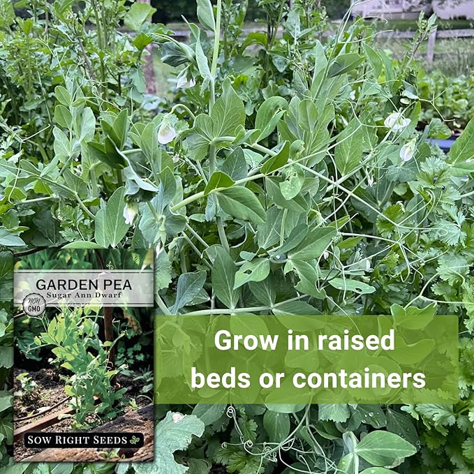 Sow Right Seeds - Sugar Ann Dwarf Pea Seeds for Planting - Non-GMO Heirloom Packet with Instructions to Plant an Outdoor Home Vegetable Garden - Short Bushes with a Crisp Snap - Spring and Fall (1)