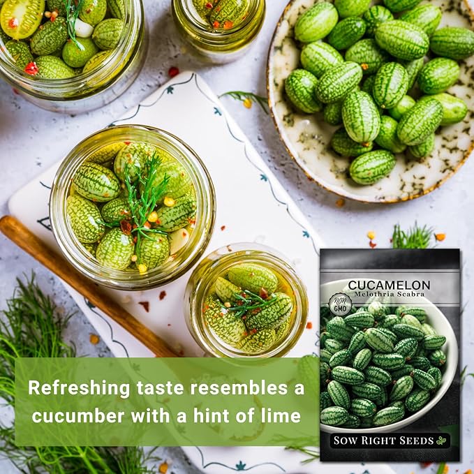 Sow Right Seeds - Cucamelon Seeds for Planting - Non-GMO Heirloom Packet with Instructions to Plant an Outdoor Home Vegetable Garden - Mini Bitter Mouse Melon, Mexican Sour Gherkin - Rare Variety (2)