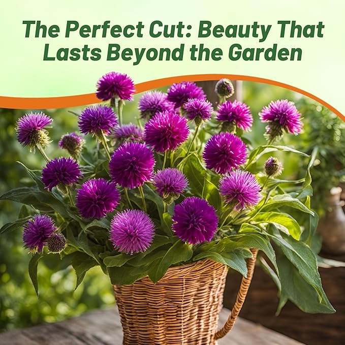 Outsidepride 1000 Seeds Annual Purple Gomphrena Globosa Flower Seed for Planting