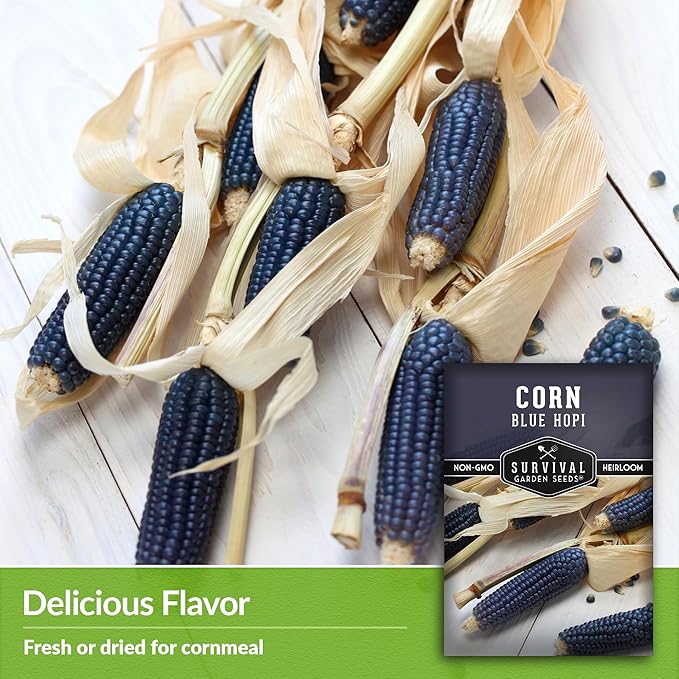 Blue Hopi Corn Seeds for Planting - 3 Packets with Instructions to Plant and Grow Heritage Blue Maize in Your Home Vegetable Garden - Non-GMO Heirloom Variety - Survival Garden Seeds