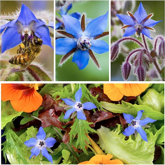 Seed Needs Blue Borage Seeds for Planting - Heirloom, Non-GMO & Untreated - Blue Star Flowers to Attract Bees, Butterflies & Other Pollinators (5 Packs)
