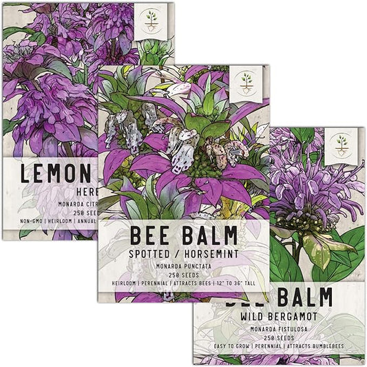 Seed Needs, Bee Balm Seed Packet Collection (3 Individual Varieties of Seed for Planting) Non-GMO & Untreated