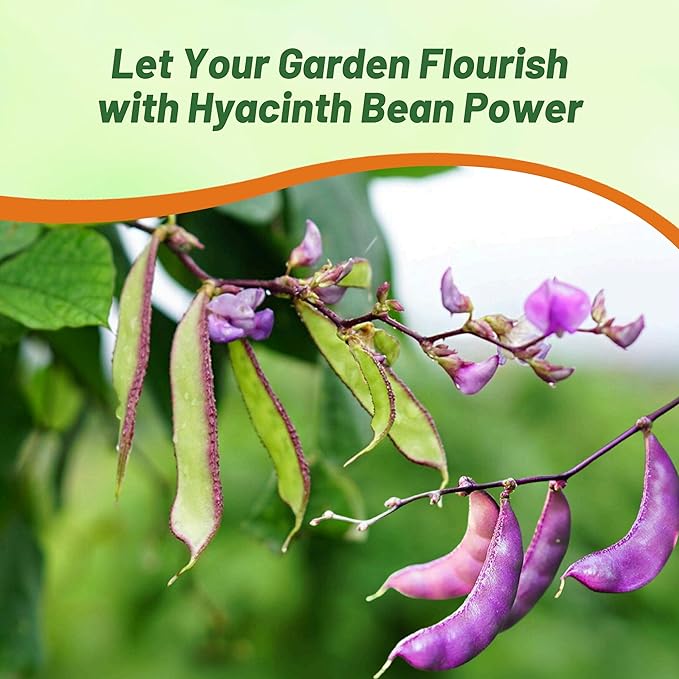 Outsidepride 100 Seeds Perennial Dolichos Lablab Hyacinth Bean Vine & Flower Seed Mix for Planting