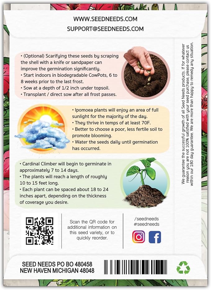 Seed Needs, Cardinal Climber Seeds - 100 Heirloom Seeds for Planting Ipomea Quamoclit - Open Pollinated & Untreated, Attracts Pollinators (5 Packs)