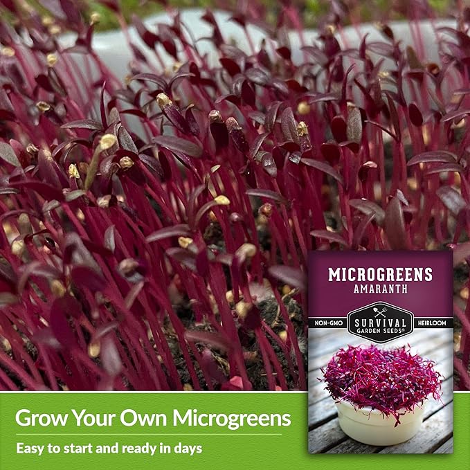 3 Packs Amaranth Microgreens Seeds for Planting and Growing - Plant Green Leafy Micro Vegetable Plants Indoors - Grow A Mini Windowsill Garden - Non-GMO Heirloom - Survival Garden Seeds