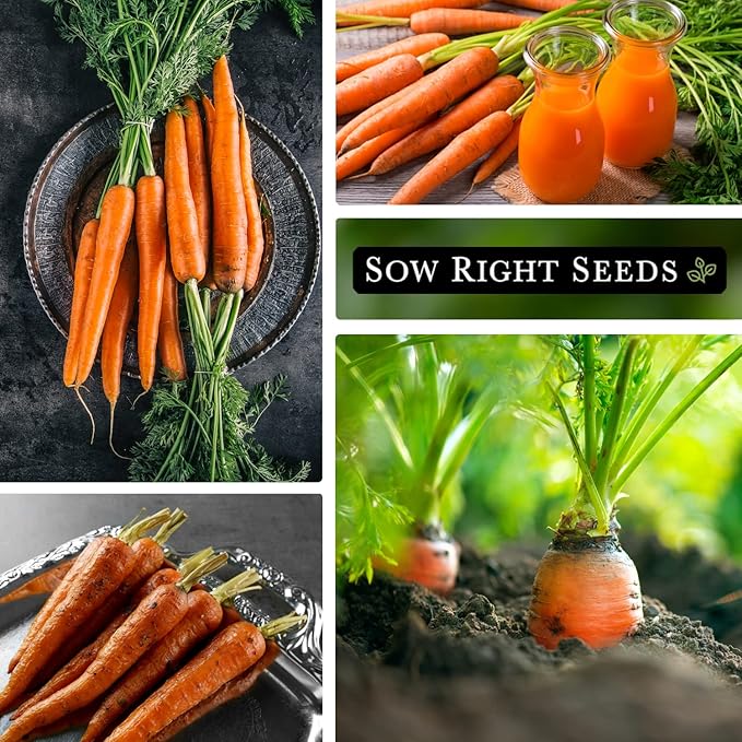 Sow Right Seeds - Imperator 58 Carrot Seed for Planting - Non-GMO Heirloom Packet with Instructions to Plant a Home Vegetable Garden - Indoors or Outdoors - Long Variety, Super Sweet (3)