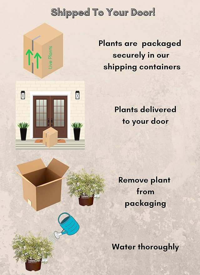 Southern Living Miss Lemon Abelia, 2 Gal, Yellow